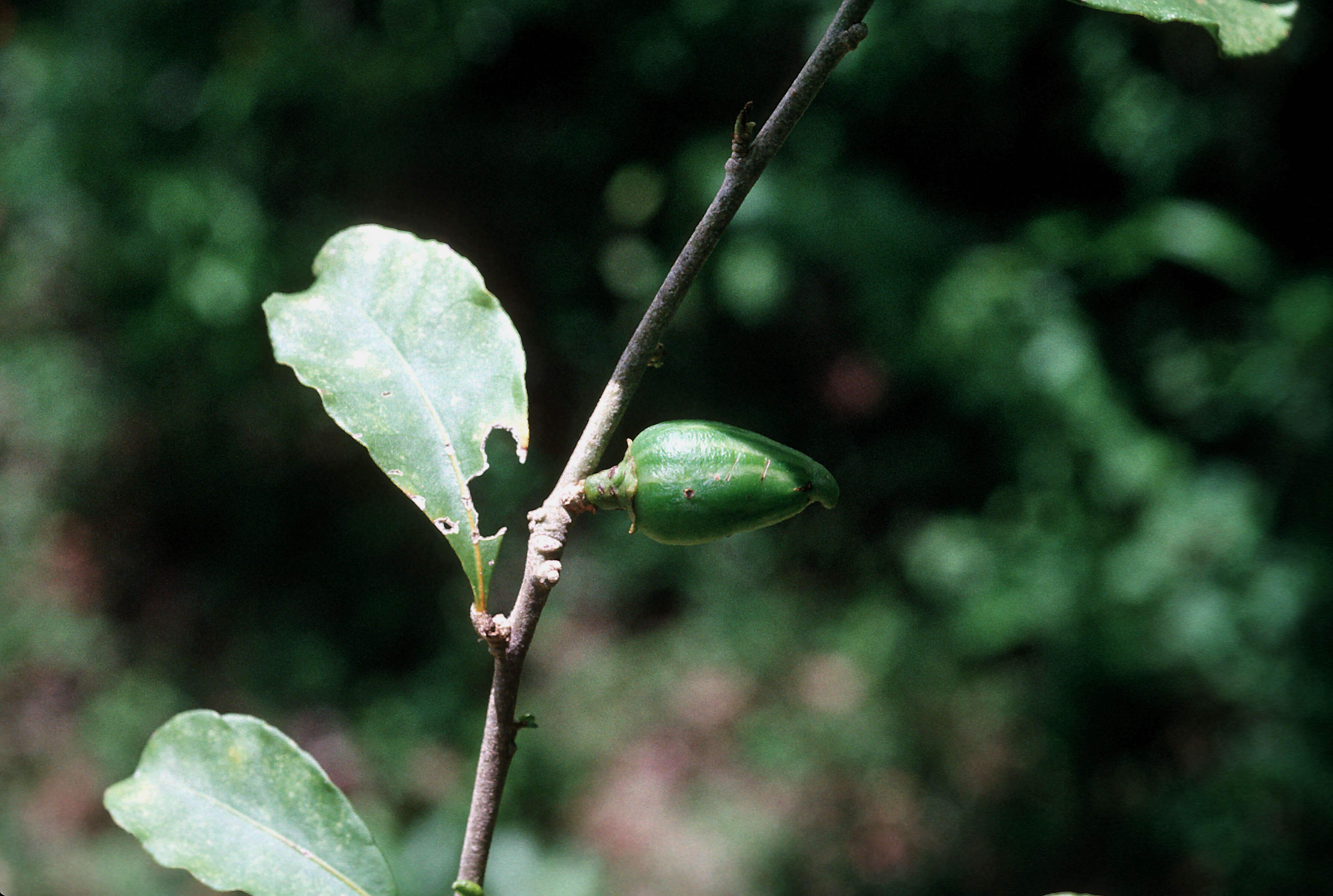 Image of marron bacoba