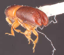 Image of Monarthrum bituberculatum Wood 2007