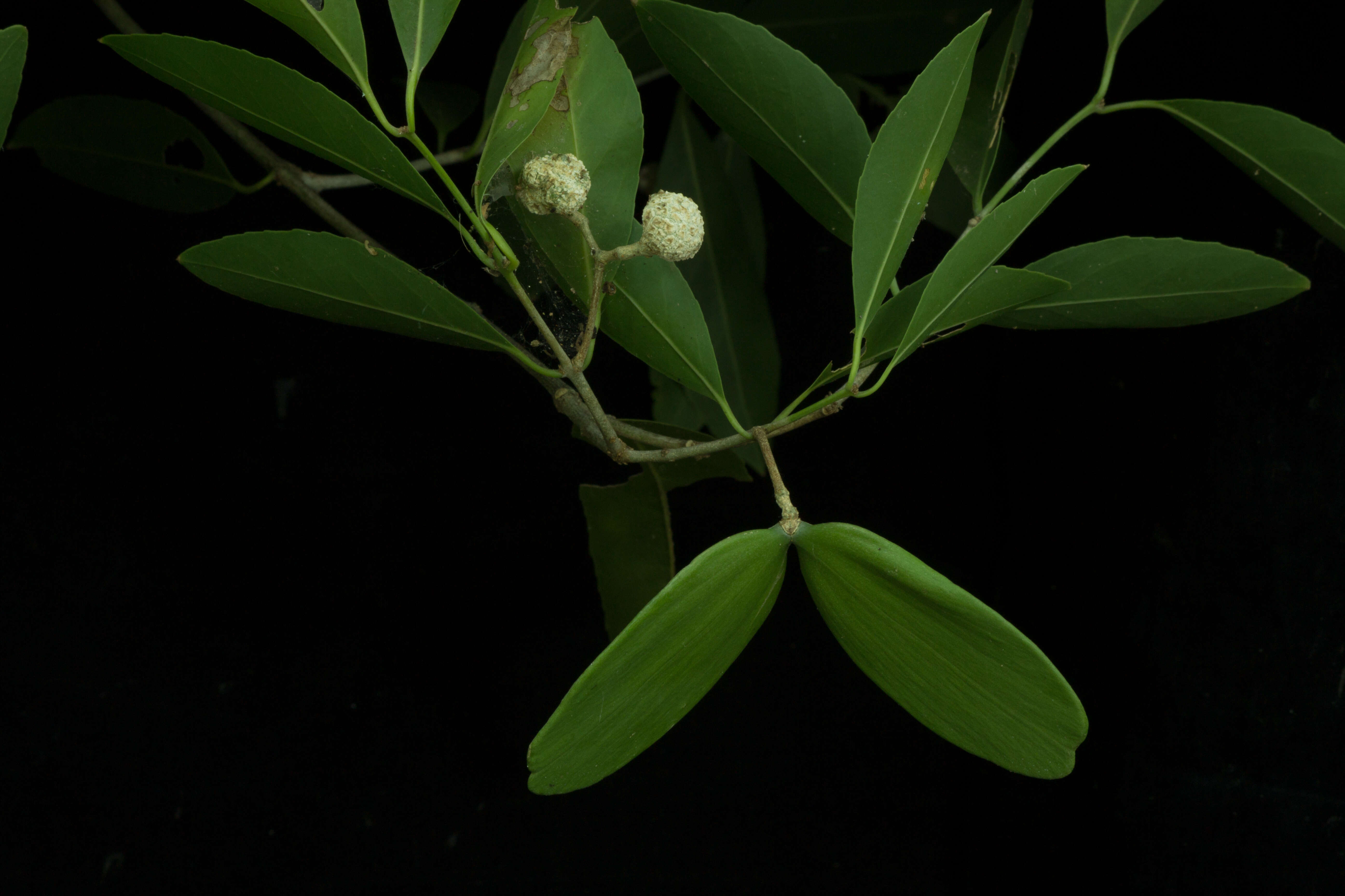 Image of Pristimera celastroides (Kunth) A. C. Sm.