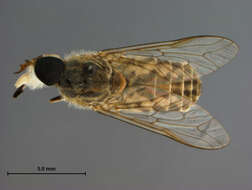 صورة Tabanus claripennis (Bigot 1892)