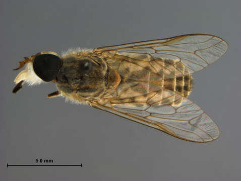 صورة Tabanus claripennis (Bigot 1892)