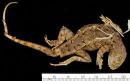 Image of Western Fence Lizard