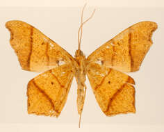 Image of Semiothisa subfulva Warren 1906