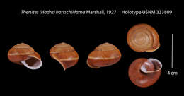 Image of Thersites bartschi murrayensis Marshall 1927