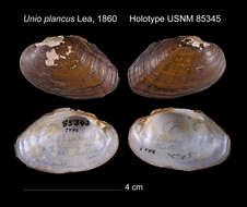 Image of Unio plancus Lea