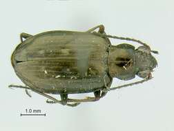 Plancia ëd Bembidion (Bracteon) foveum Motschulsky 1844