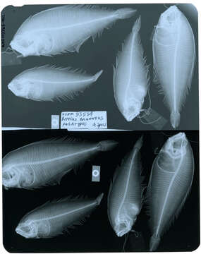 Image of Brown lefteye flounder