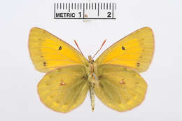 Image of Colias stoliczkana Moore 1878