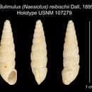 Imagem de <i>Bulimulus reibischii</i> Dall