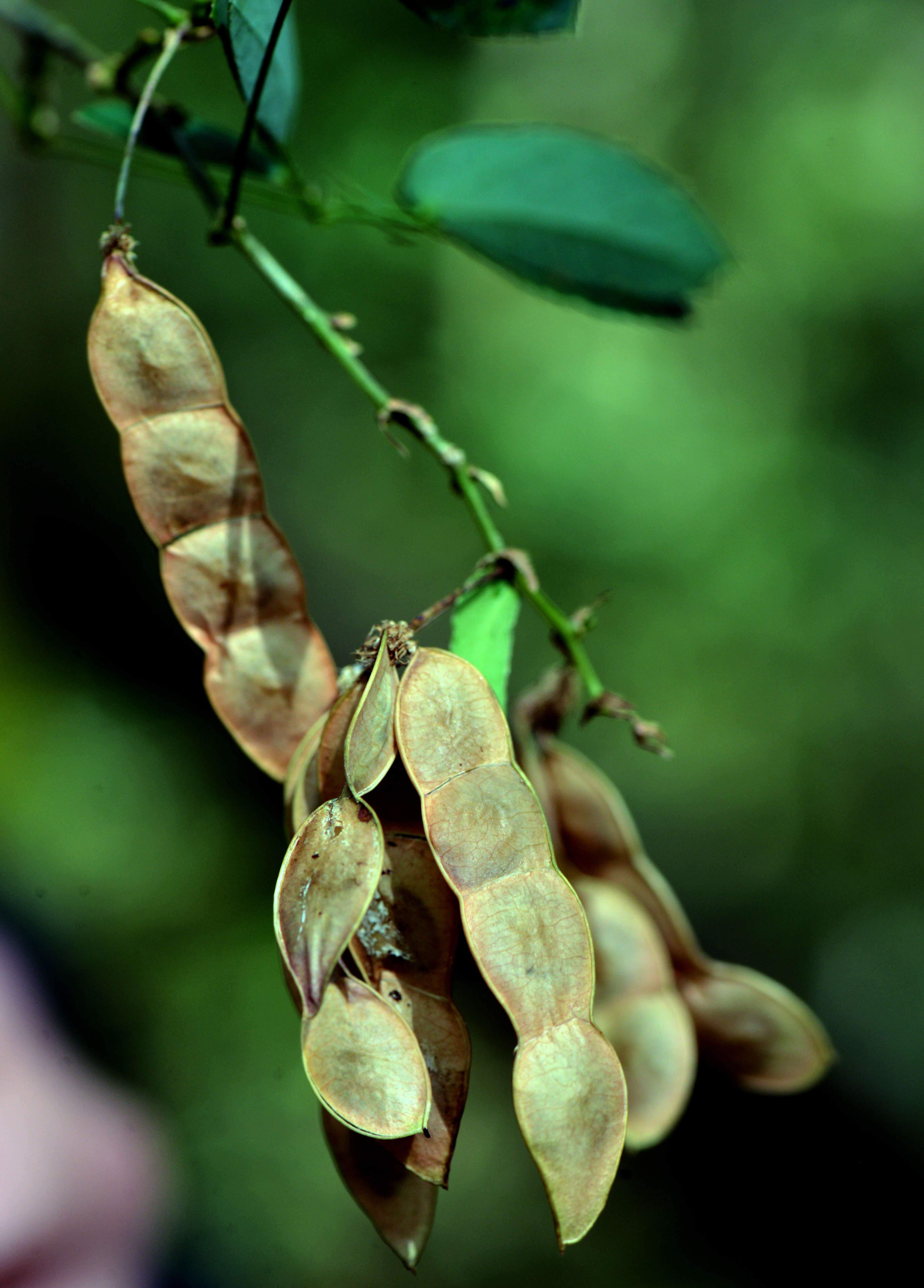 Image of Mimosa sensibilis var. urucumensis Barneby