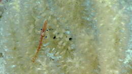 Image of Isididae