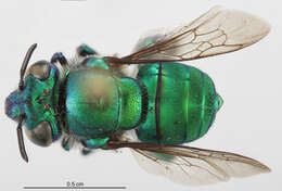 Image of Euglossa liopoda Dressler 1982