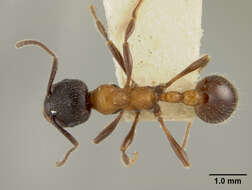 Image of Myrmica Latreille 1804