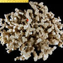 Image of Echinopora horrida Dana 1846