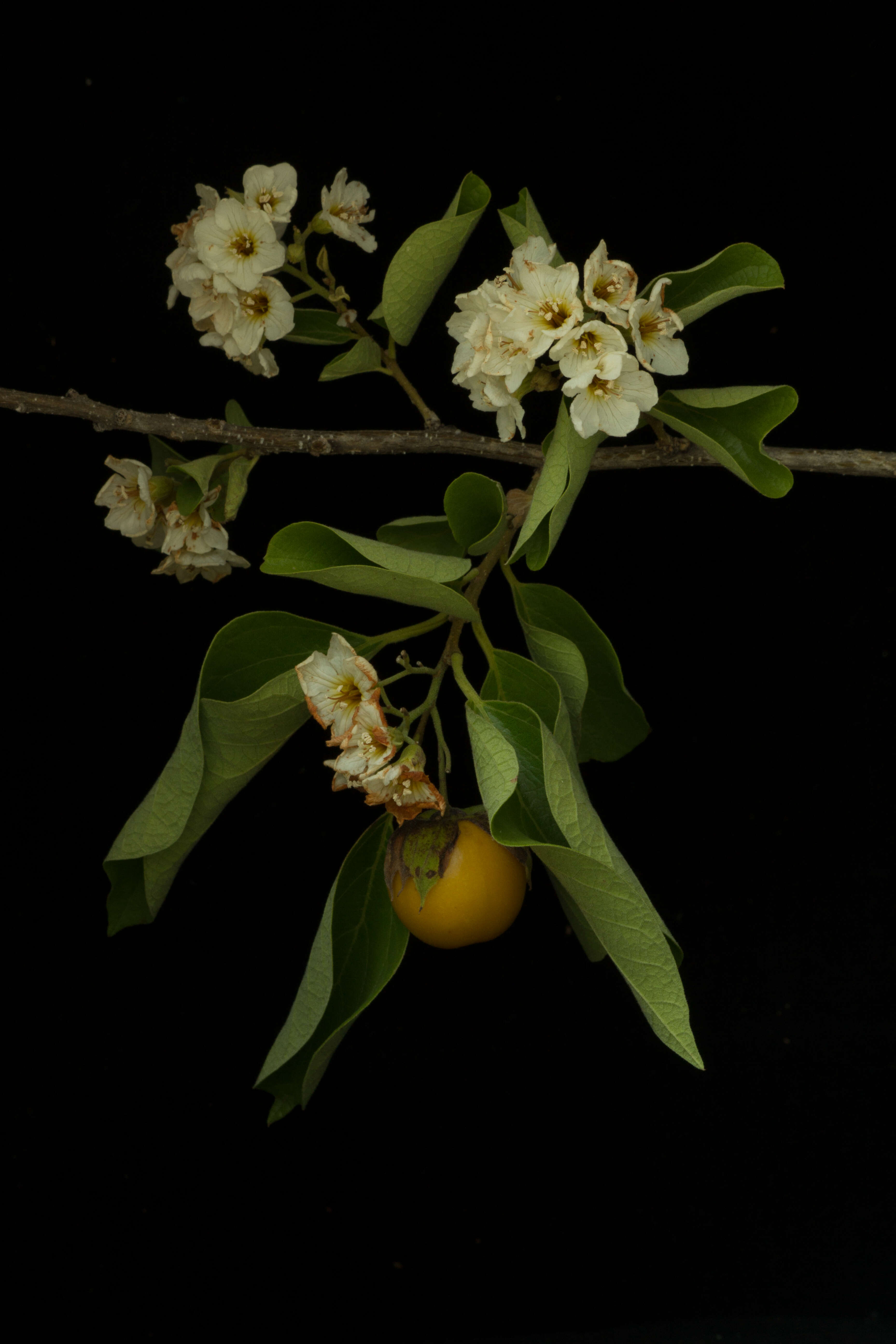 Image of Cordia seleriana Fern.