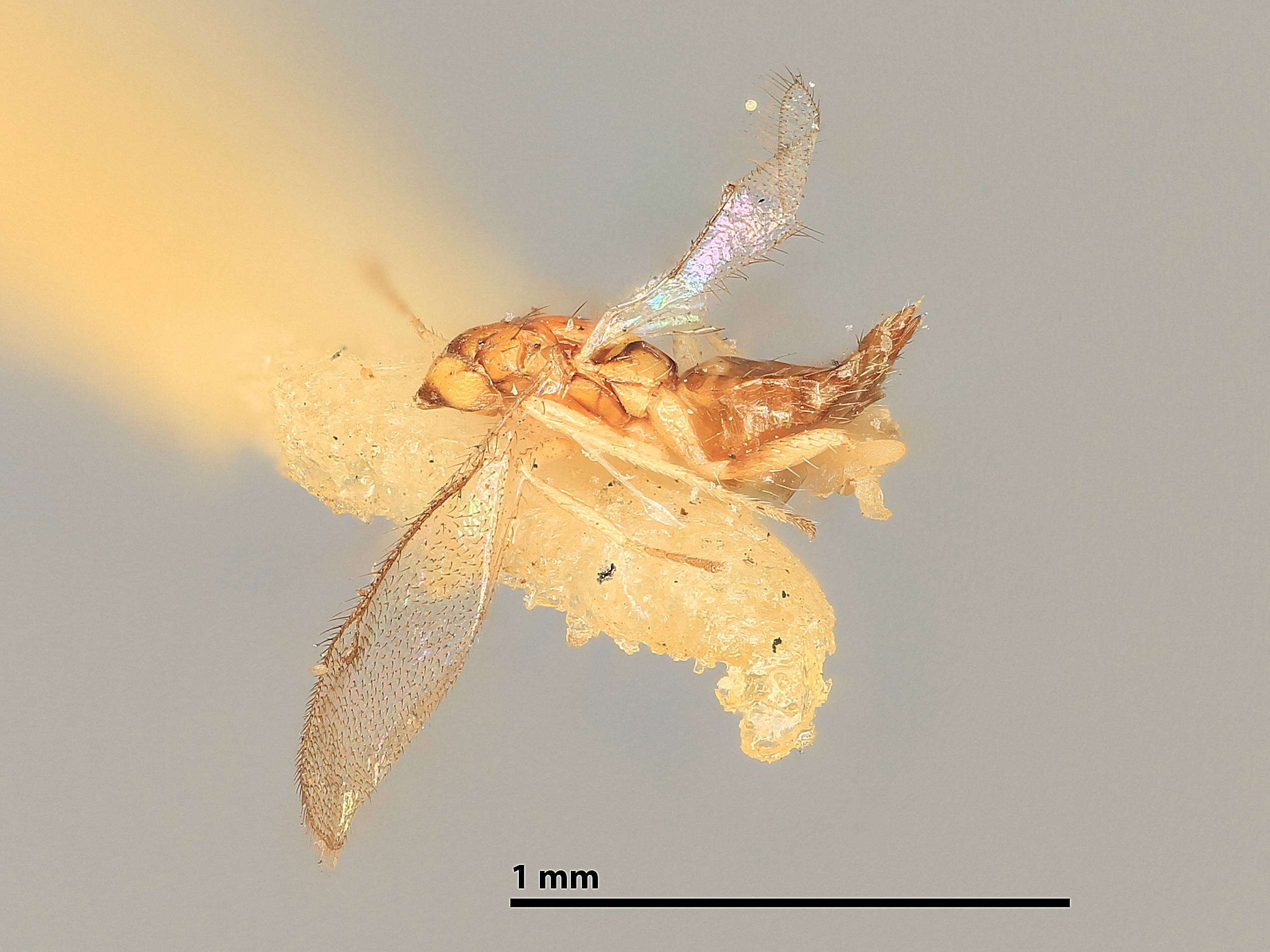 Image of Cirrospilus marilandicus (Girault 1917)