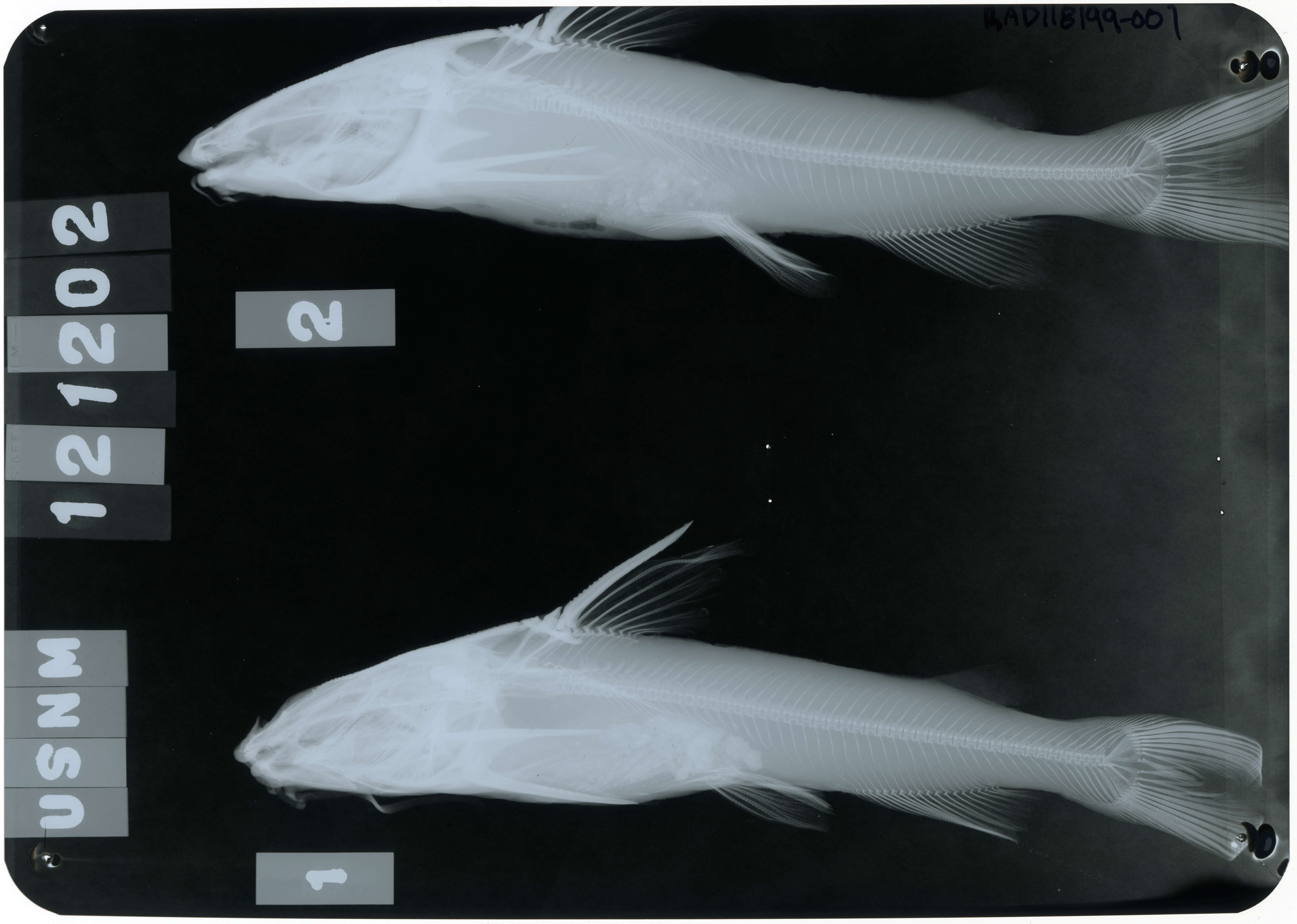 Selenaspis herzbergii (Bloch 1794) resmi