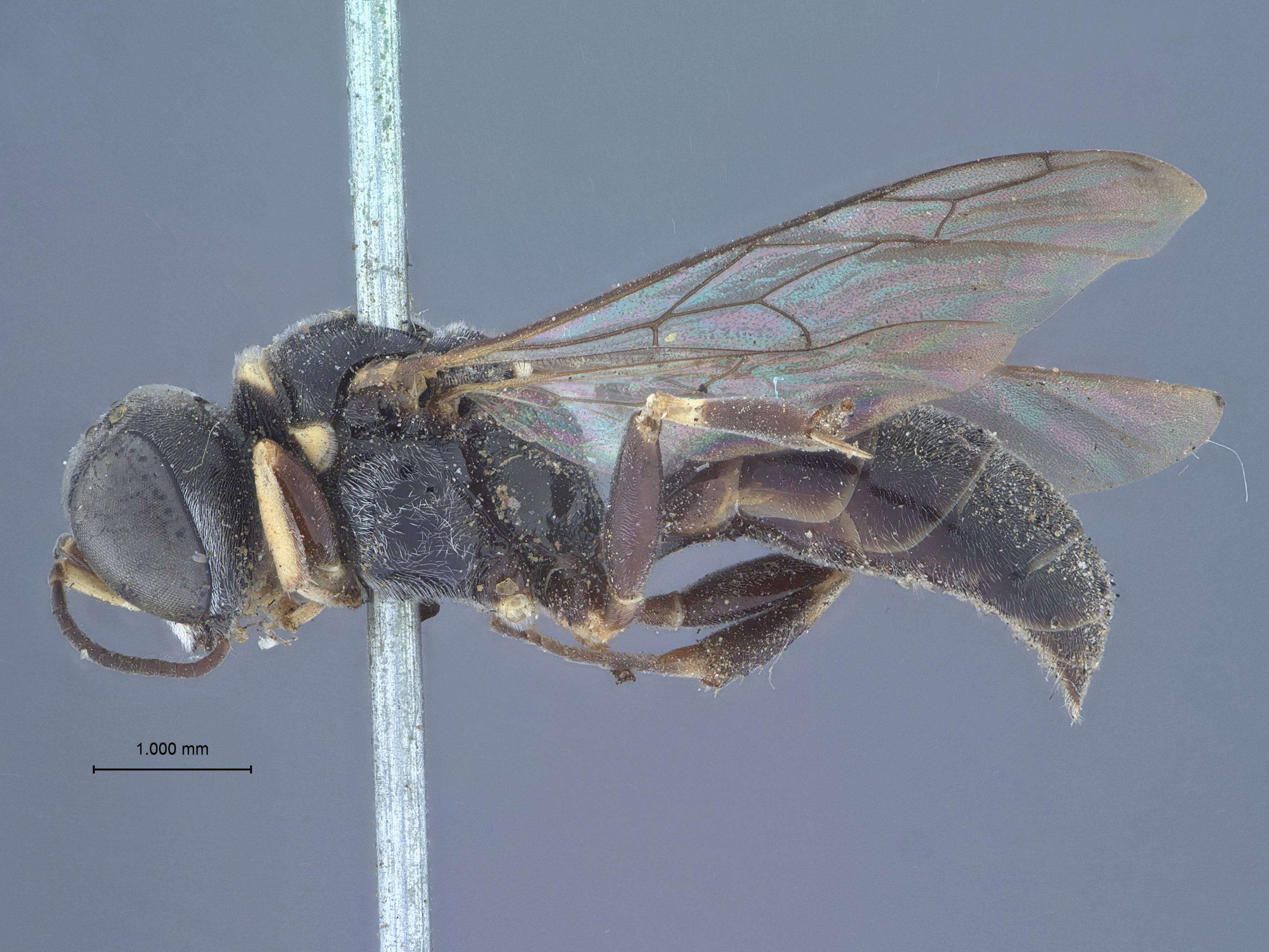 Sivun Crossocerus angelicus (Kincaid 1900) kuva