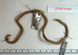 Image of snakes