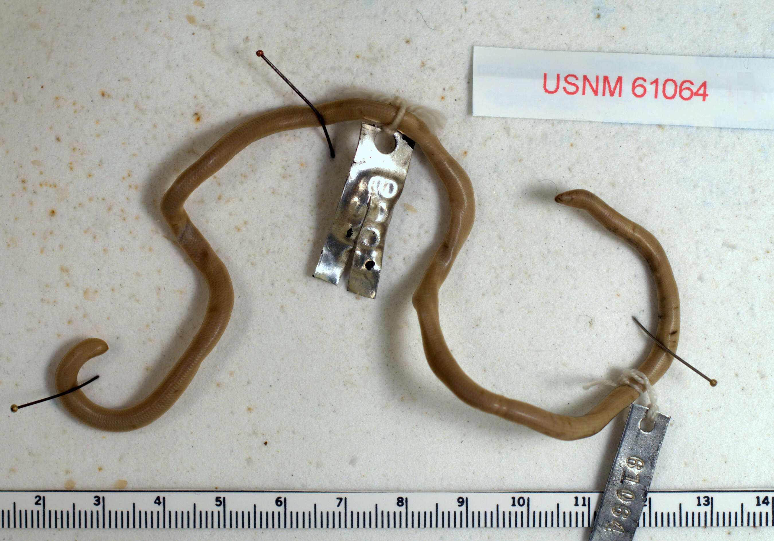 Image of Yucatecan Worm Snake