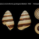 Image of Cochlostyla (Hypselostylus) cincinniformis guntingana Bartsch