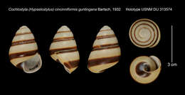 Image de Cochlostyla (Hypselostylus) cincinniformis guntingana Bartsch