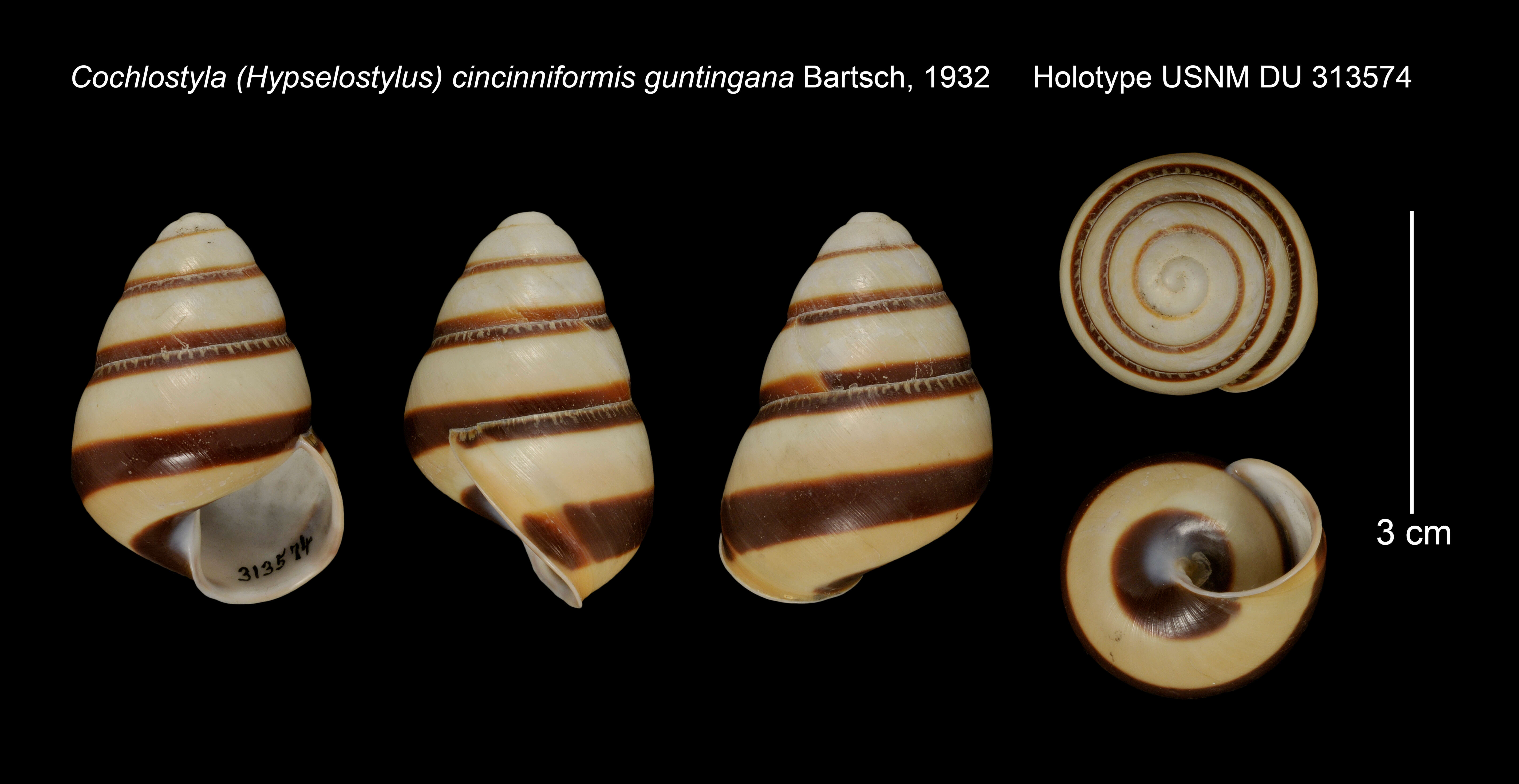 Image de Cochlostyla (Hypselostylus) cincinniformis guntingana Bartsch