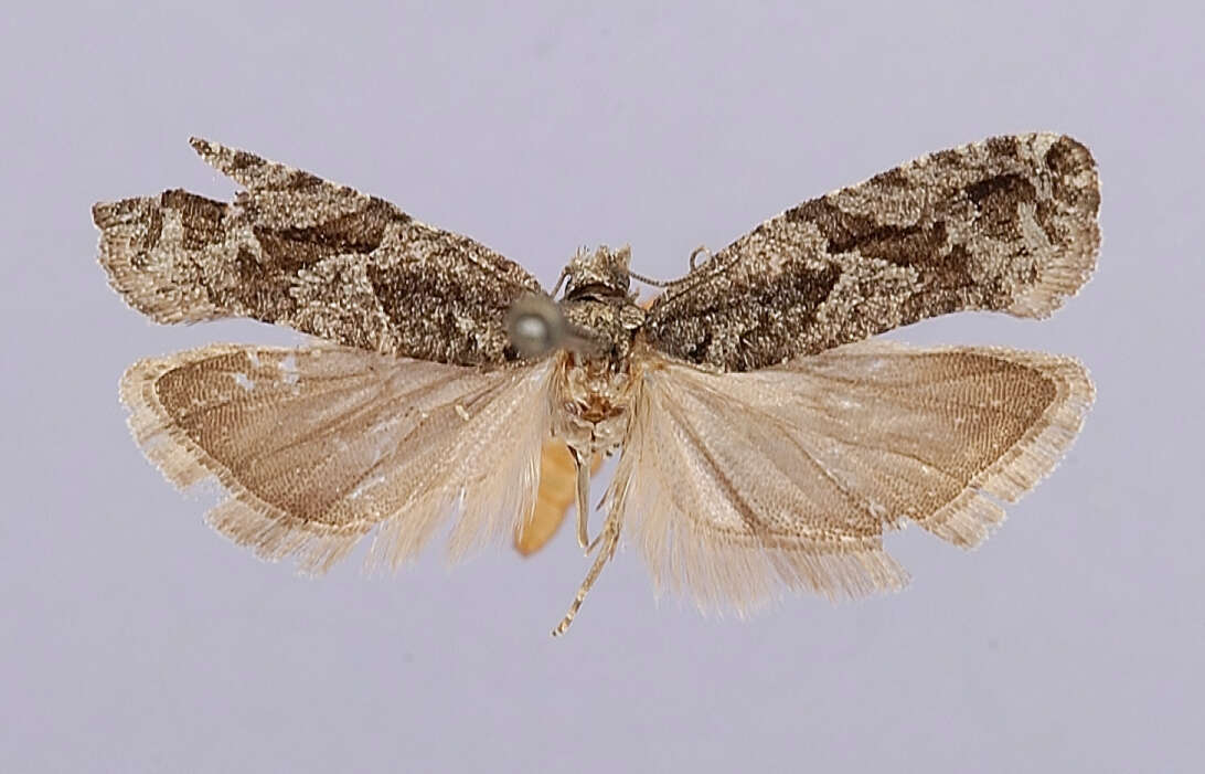 Image of Eucosma cercocarpana Dyar 1903