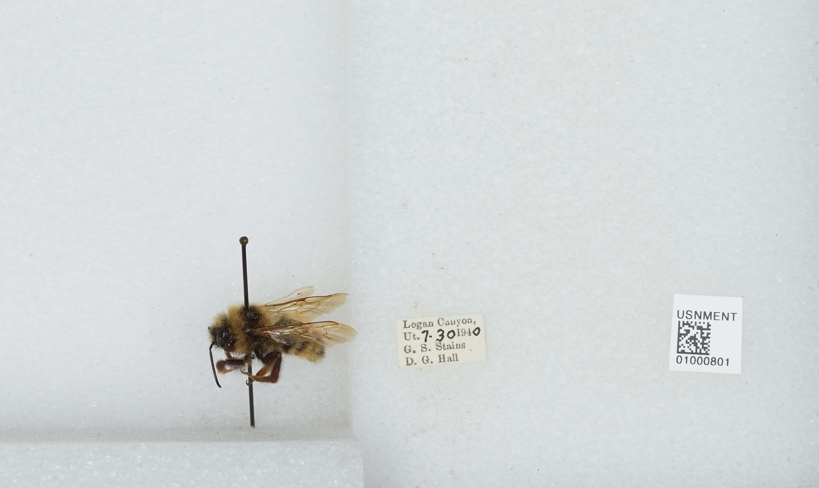 Image de Bombus insularis (Smith 1861)