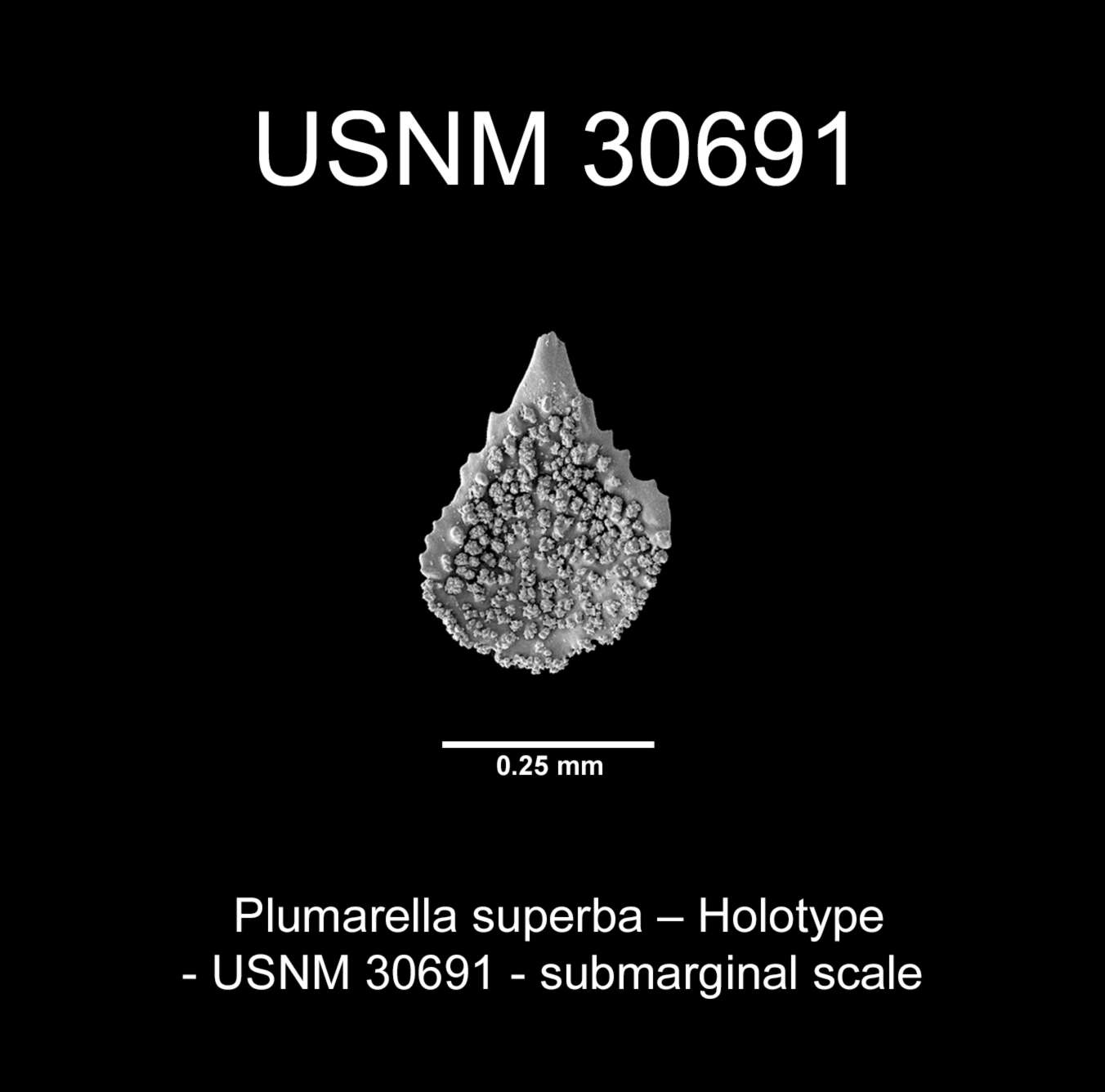 Image of <i>Primnodendron superbum</i> Nutting 1912