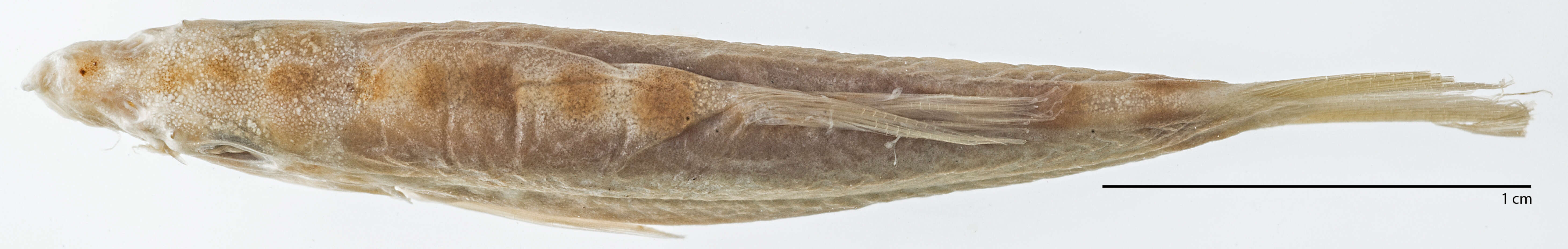 Image of Hora's Loach