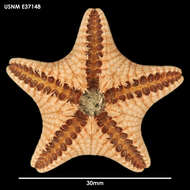 Image of Ctenodiscus australis Loven ex Lütken 1871