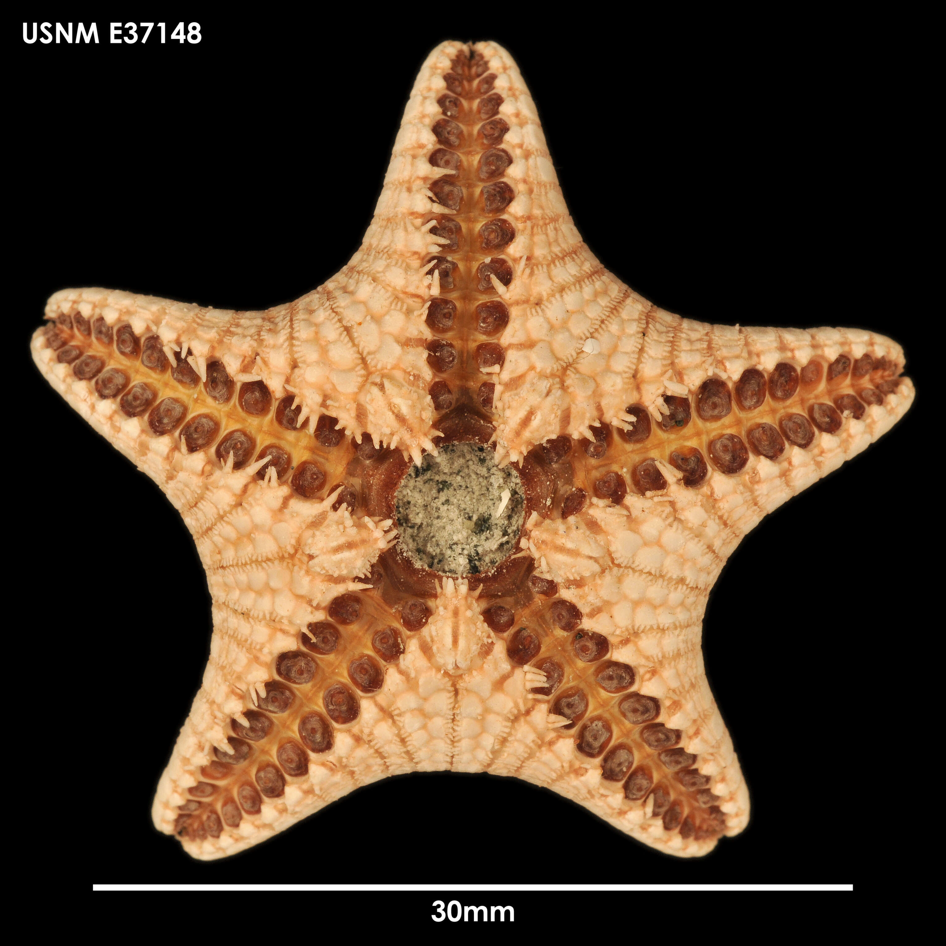 Image of Ctenodiscus australis Loven ex Lütken 1871