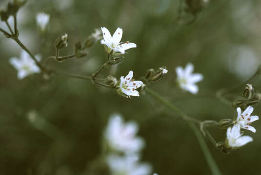 Image of Fendler's sandwort