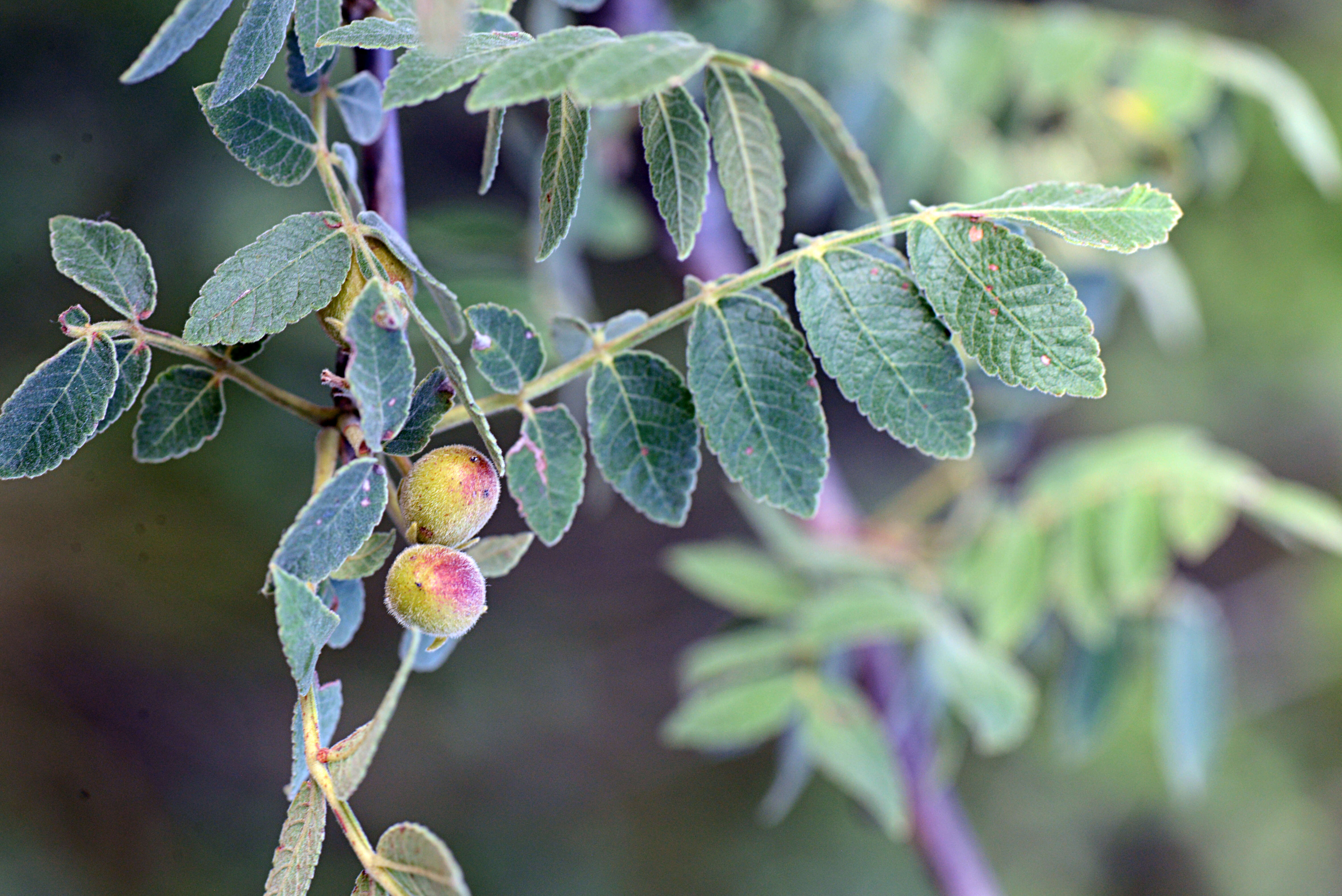 Image of Bursera Jacq. ex L.