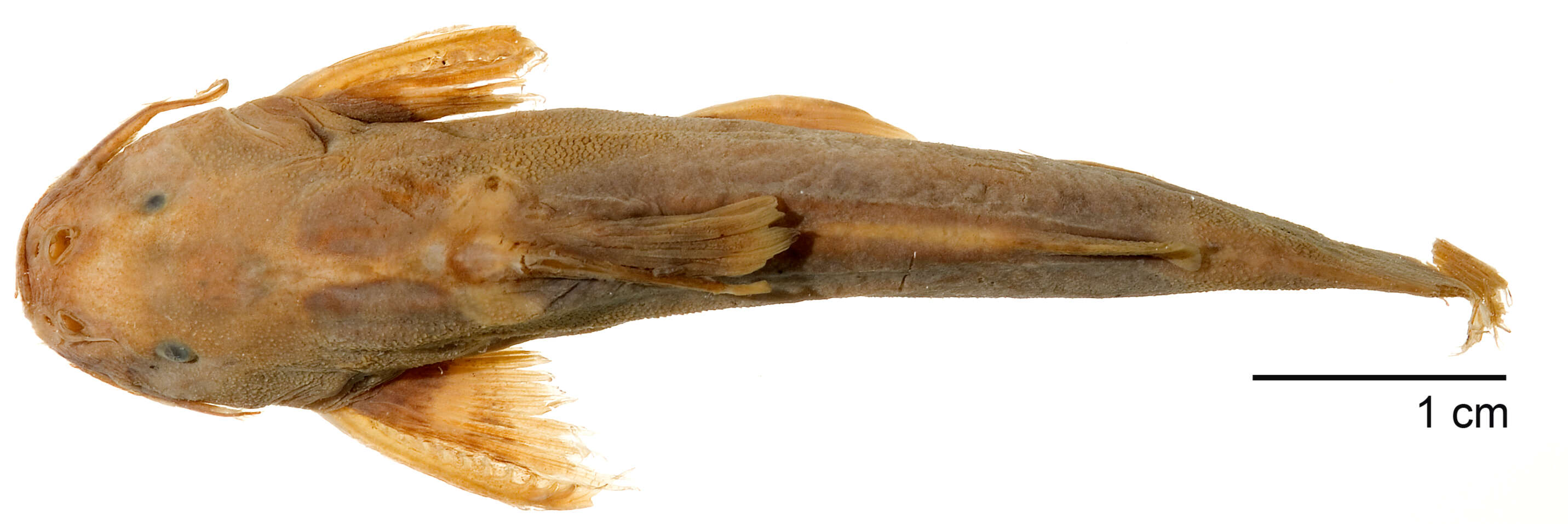 Image of Glyptothorax buchanani Smith 1945