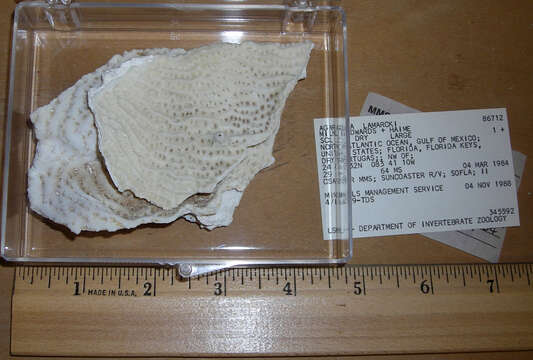 Image of Lamarck´s sheet coral