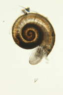 Image of Ammonicera Vayssière 1893