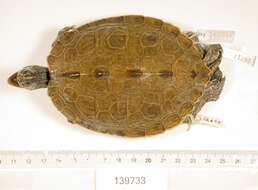 Image of Ouachita Map Turtle