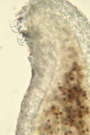 Image of Cephalaspidea