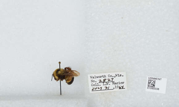 Слика од Bombus affinis Cresson 1864