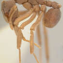 Imagem de <i>Cyphomyrmex muelleri</i>