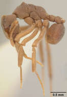 Imagem de <i>Cyphomyrmex muelleri</i>