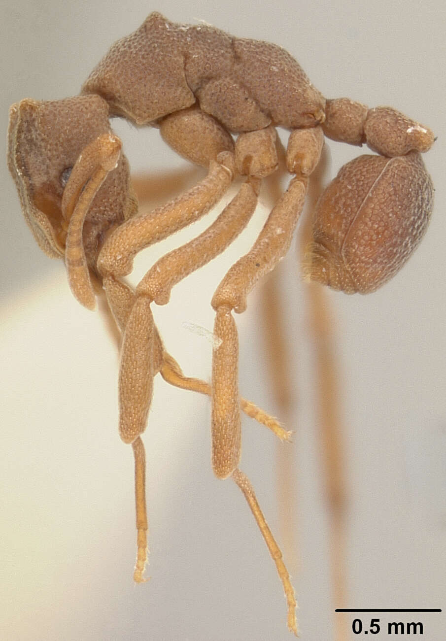 Image of <i>Cyphomyrmex muelleri</i>