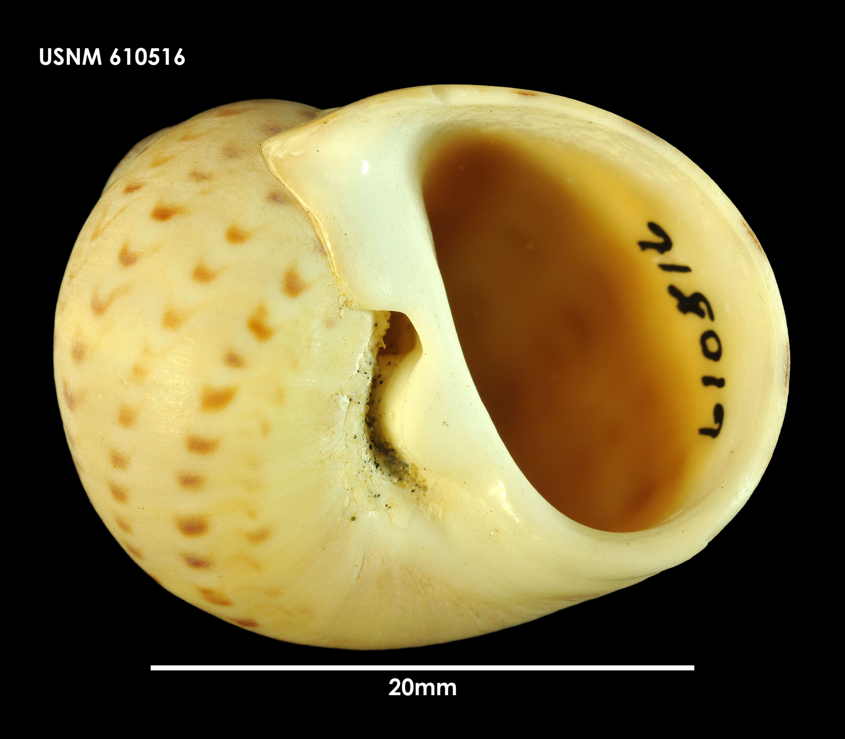 Image of New Zealand moonsnail