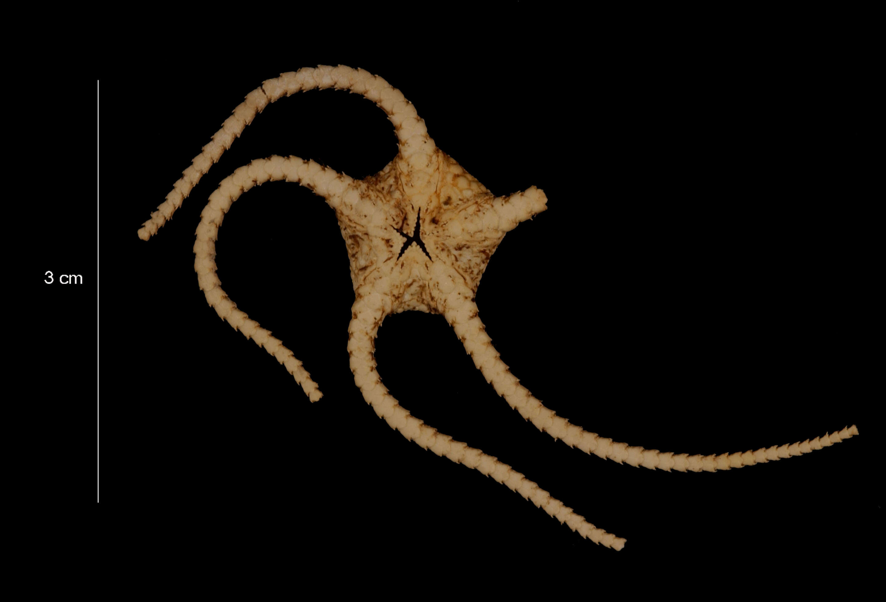 Image of Ophioplinthus relegata (Koehler 1922)