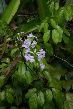 Imagem de Cuspidaria inaequalis (DC. ex Splitg.) L. G. Lohmann