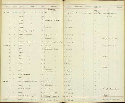 Eudynamys scolopaceus frater McGregor 1904的圖片