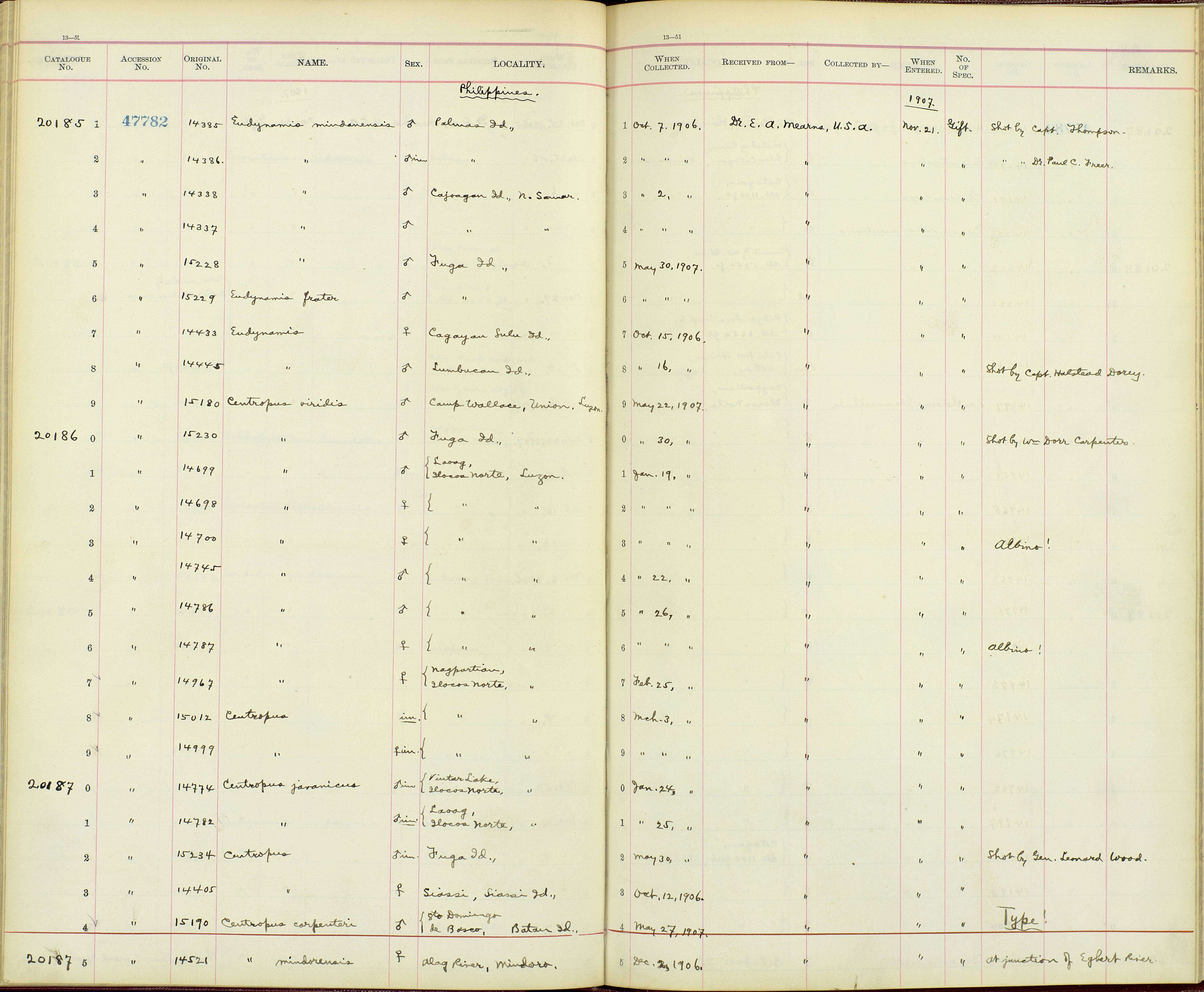 Eudynamys scolopaceus frater McGregor 1904的圖片