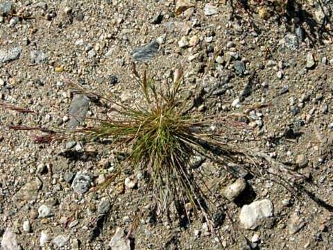 Image of common Mediterranean grass